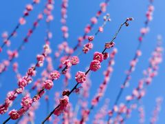 -花开海上生态园