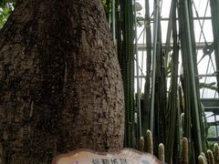 -南山植物园