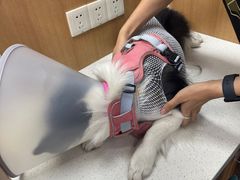 -联合动物医院(光谷诊疗中心)