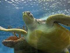 -上海海洋水族馆