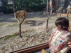 -上海野生动物园老虎餐厅