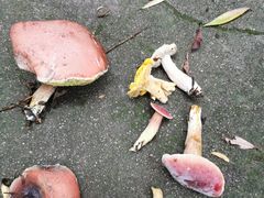 -碓臼峪自然风景区