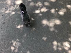 -喵汪萌宠屋旗舰店.洗澡美容.猫狗基地