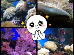 海珊瑚主题餐厅(湛江店)-御唐府海珊瑚主题餐厅