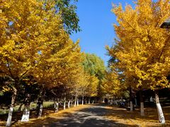 -长白岛森林公园