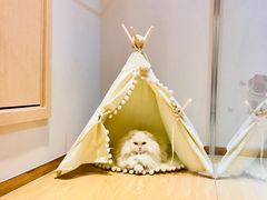 -Pets First伊珊娜洗护·精致美容·家庭式寄养(新会路店)