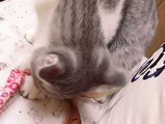 -猫色咖啡·猫咖