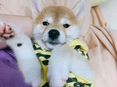 -逗柴咖啡屋·狗咖猫咖宠物桌游