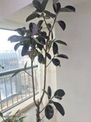 -HEYAN荷妍专业脱毛连锁机构