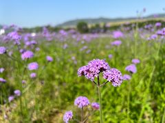-光明小镇欢乐田园