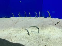 -上海海洋水族馆