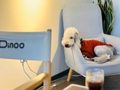 -Dinoo 片场咖啡(酒仙桥店)