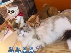 -豆逗聊愈猫阁Easy Life