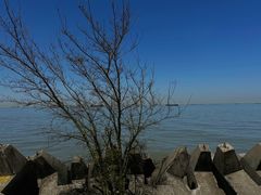 -上海滨江森林公园