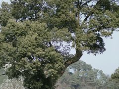 -龙坞茶村
