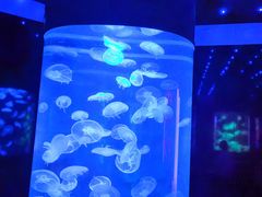 -萌宠奇缘(荣鼎店)