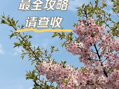 -顾村公园