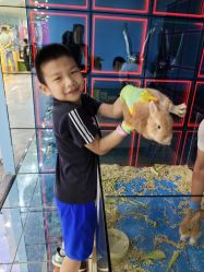 -神奇动物撸宠馆·羊驼·小浣熊·异宠(豫园店)