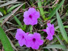 -中国天府农业博览园