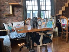 -more than meow吴止猫主题餐厅(承德 中船汇店)