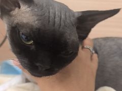 -达爱动物医院·犬猫分区·CT·复杂眼科(远洋山水分院)