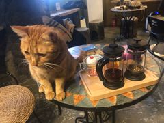 -猫猫幼稚园·撸猫·桌游·电玩