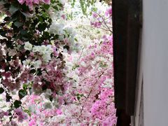 -深圳国际园林花卉博览园