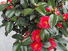 -王幺妹泡姜鸡火锅