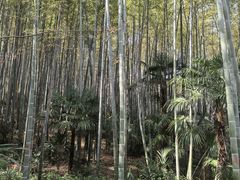 -镇江市南山风景名胜区竹林景区