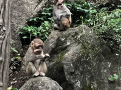 -黔灵山公园