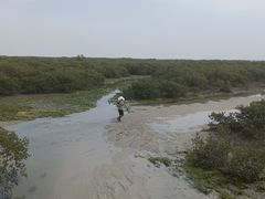 -北海金海湾红树林生态旅游区