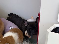 -怪兽屋·羊驼·猫咖·狗咖(俊华广场店)