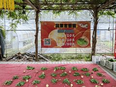 -前小桔亲子创意农场·草莓采摘·露营烧烤