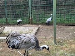 -青藏高原野生动物园