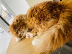 -藏猫猫咖啡主题馆(中央大道店)