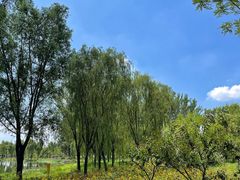 -东郊湿地公园