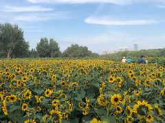 -长白岛森林公园