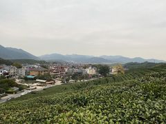 -龙坞茶村