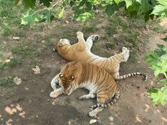 -西霞口神雕山野生动物世界