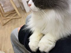 -李小姐の猫咖啡馆(五角场店)