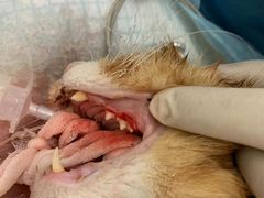 -北京恒爱动物医院(清景园分院)