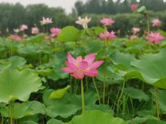 -东郊湿地公园