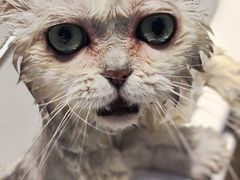 -PETKIT 小佩宠物·德文赛凯猫舍