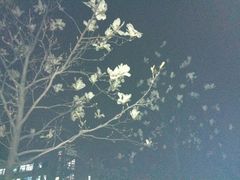 -青岛大学(金家岭校区)