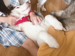 -Husky Go! 哈士奇体验馆·宠物咖啡厅狗咖