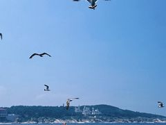-养马岛旅游度假区