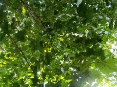 -洛阳市隋唐城遗址植物园