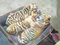 -大连森林动物园