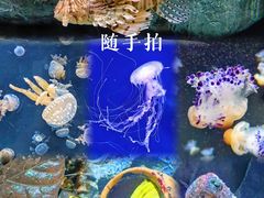 -新加坡海洋生态馆