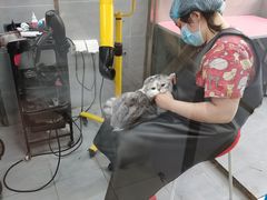 -宠福鑫康馨动物医院·骨科·眼科